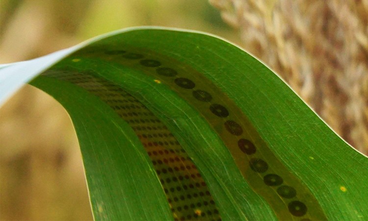 сенсорные датчики для кукурузы