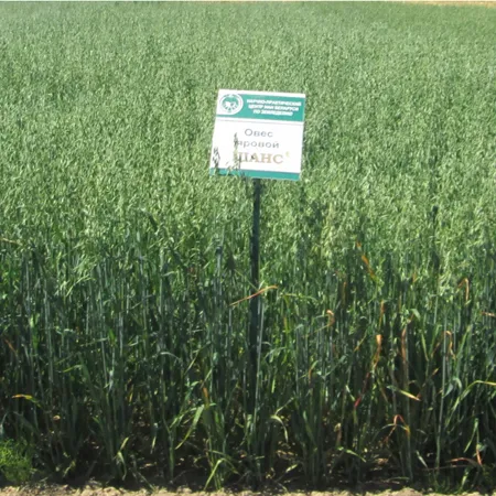 Овес яровой ШАНС®