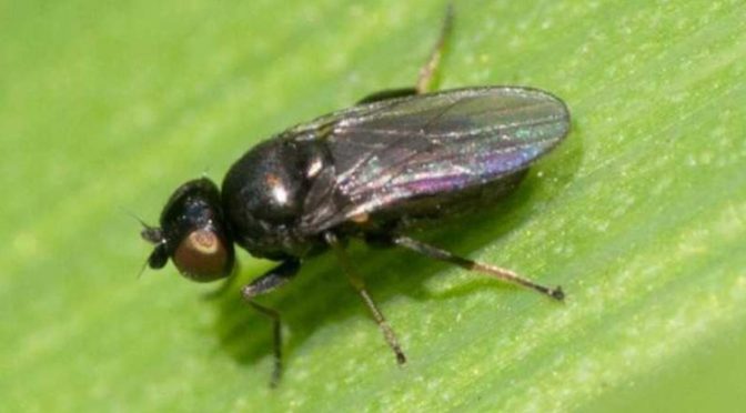 Шведские мухи – защищаем всходы яровых зерновых культур