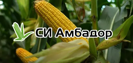 Кукуруза СИ АМБАДОР