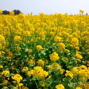 Рапс озимый СИ ФЛОРЕТТА