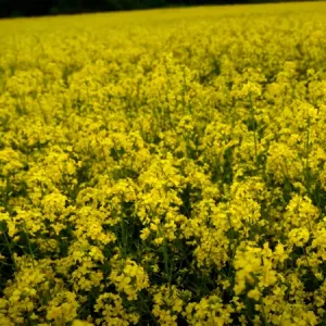 Рапс озимый СИ ФЛОРИАН