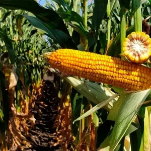 Кукуруза СИ Хикари