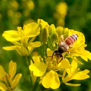 Рапс озимый СИ КОРНЕТТА