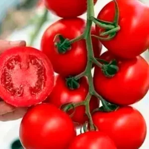 Томат СИНДЕЛ