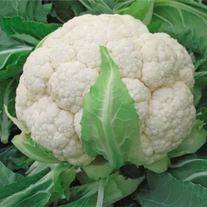 Капуста цветная СКАЙВОКЕР