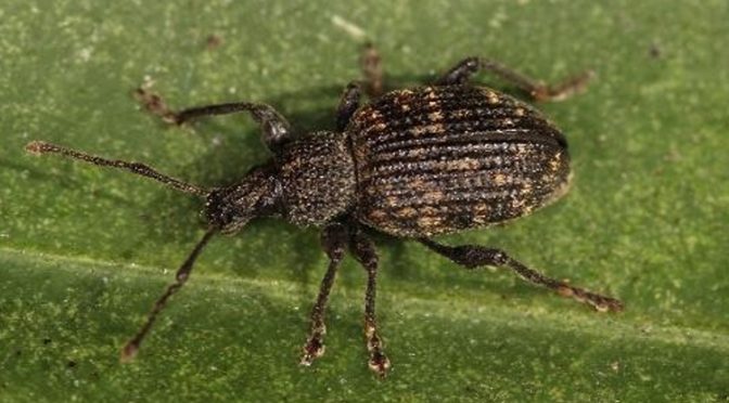 Скосари (Otiorhynchus spp.) — биология, вредоносность и хозяйственное значение