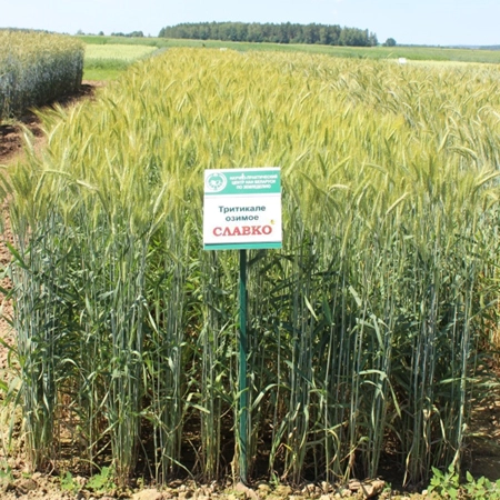 Тритикале озимая СЛАВКО®