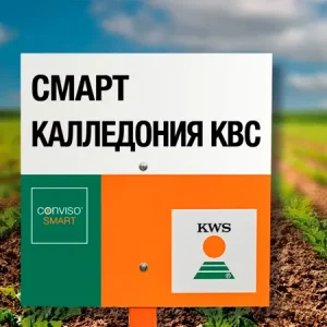 Свекла сахарная СМАРТ КАЛЛЕДОНИЯ КВС