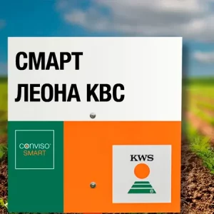 Свекла сахарная СМАРТ ЛЕОНА КВС