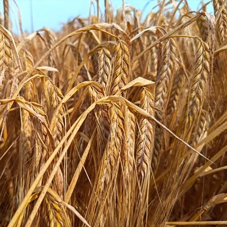 Ячмень яровой СОЛДАТ