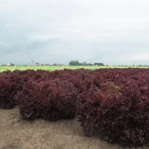 Салат листовой СОЛОС