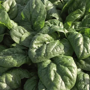 Шпинат СПЕЙС
