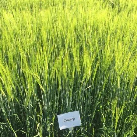 Ячмень яровой СПИКЕР