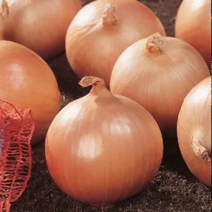 Лук репчатый СПИРИТ