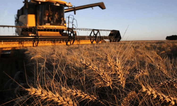 уборка зерновых стартовала в четырех областях Беларуси