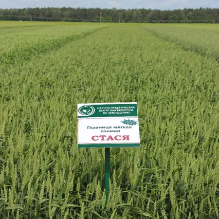 Пшеница озимая СТАСЯ®