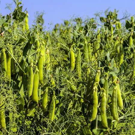 Горох полевой СТИМУЛ®