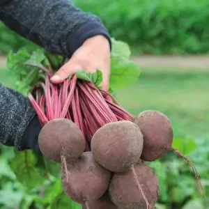 Свекла столовая СУБЕТО