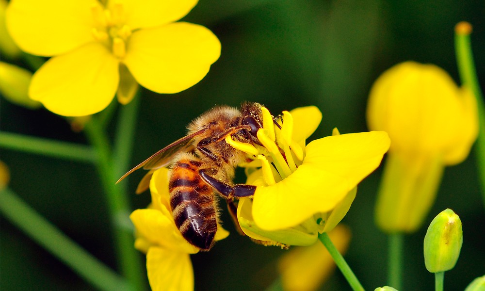 Судьба неоникотиноидов в ЕС предрешена. Их признали опасными для пчел