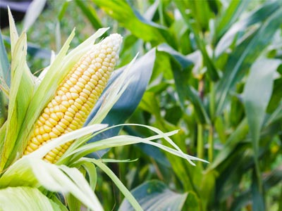 Схема защиты кукурузы