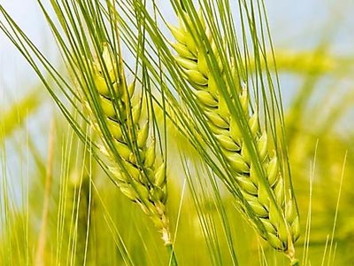 Система защиты зерновых от болезней