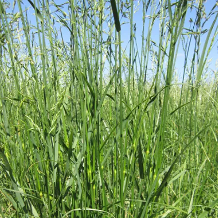 ОВСЯНИЦА ТРОСТНИКОВАЯ ТАЯМНИЦА