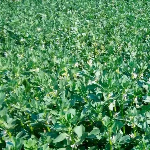 Бобы кормовые_ ТАЙФУН