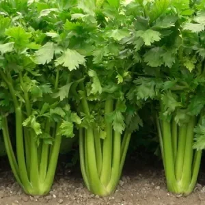 Сельдерей ТАНГО