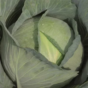 Капуста белокочанная ТАЙФУН