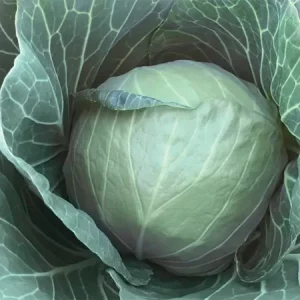 Капуста белокочанная ТХАЛИС