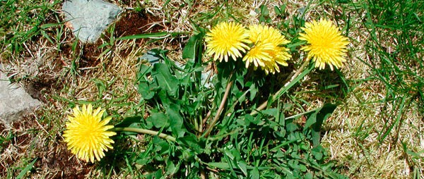 Одуванчик лекарственный (Taraxacum officinale L.) - Пестициды.by - средства  защиты растений