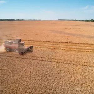 Пшеница мягкая озимая ТОБАК