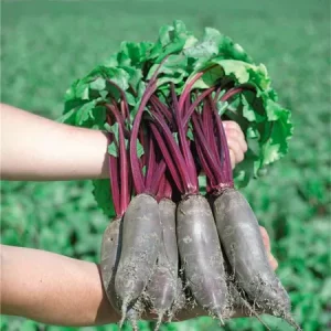 Свекла столовая ТОНУС