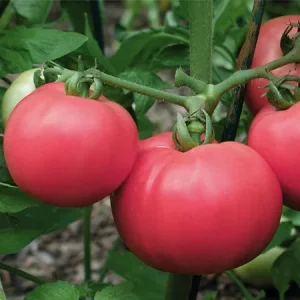 Томат ТОРБЕЙ