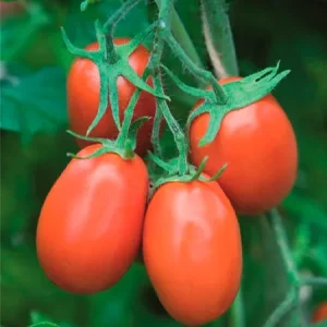 Томат ТОРКВЕЙ