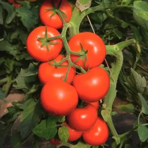 Томат ТОЙВО