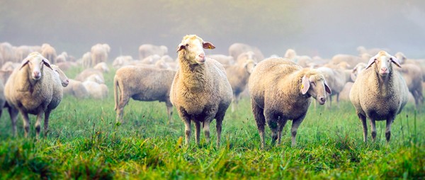 Травосмесь для овец