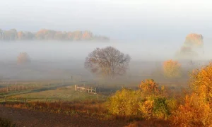 Туманное осеннее утро