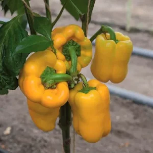 Перец сладкий ТУРБИН