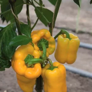 Перец сладкий ТУРБИН