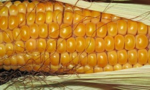 Уборка кукурузы на зерно в Беларуси