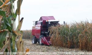 В Беларуси убрано более 80% площадей кукурузы