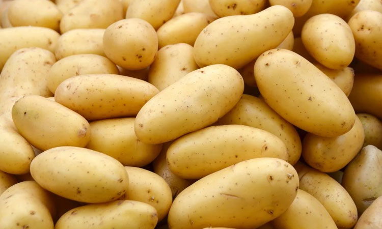 В Минской области убрали 90% площадей картофеля