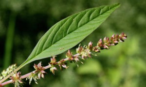 Ученые подтвердили случай «шестигранной» устойчивости сорняка к гербицидам