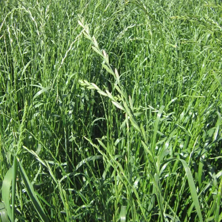 Фестулолиум УДЗЯЧНЫ