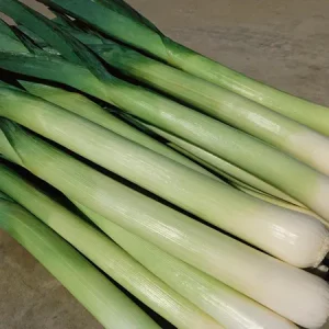 Лук порей УОЛКЕР