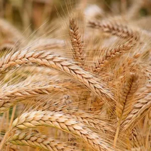 Ячмень яровой УВЕРТЮРА