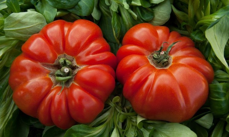 биопрепарат для улучшения качества овощей