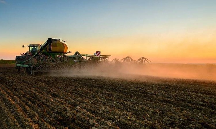 В Беларуси посеяли более половины зерновых